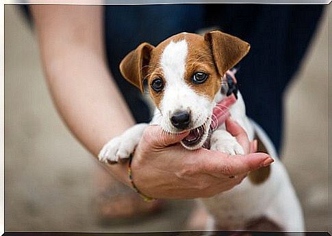 puppy bites the owner's hand