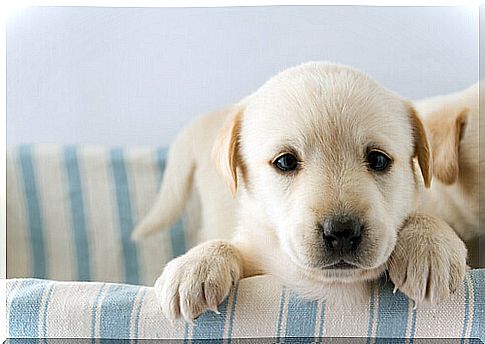 labrador puppy