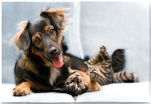 Dog and cat