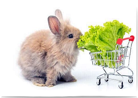 rabbit eating lettuce leaves