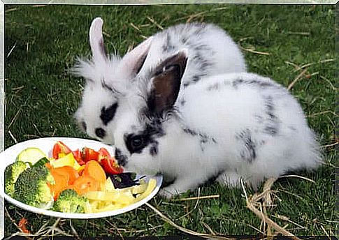 rabbits eating vegetables