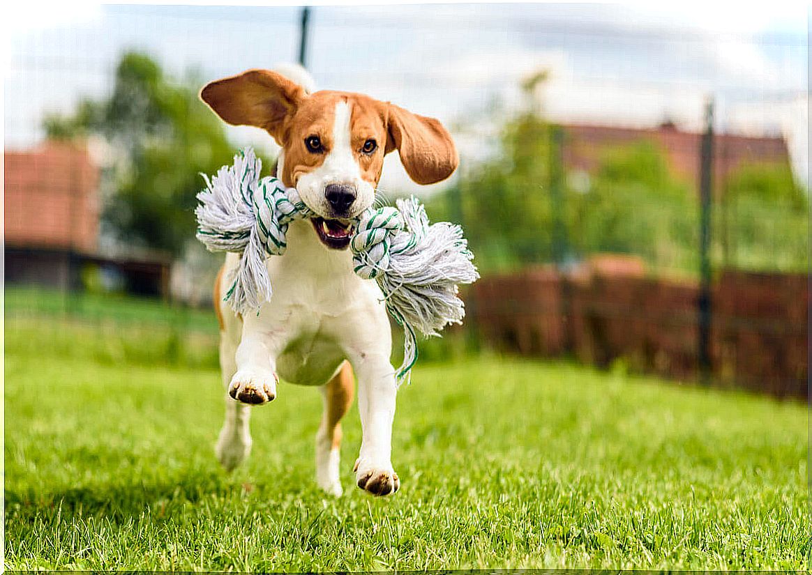 Dog breeds most likely to run away: Beagle.