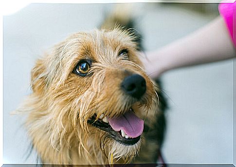 Cão vira lata