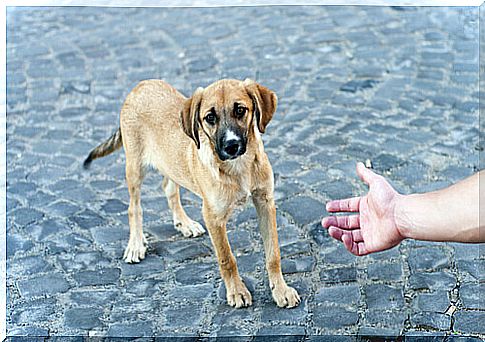 Cachorro na rua