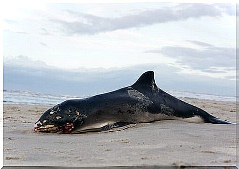 Why do dead whales explode?