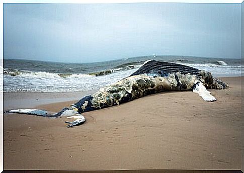 Whale stranded on the beach