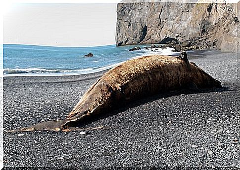 dead whale stranded on the beach