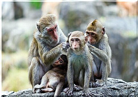 Why do monkeys clean each other?