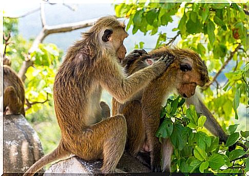 monkeys clean each other