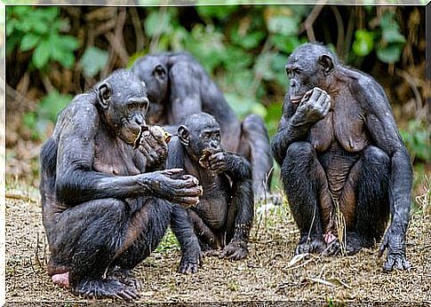 Bonobo primate