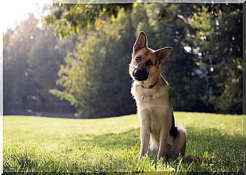 dog nodding his head