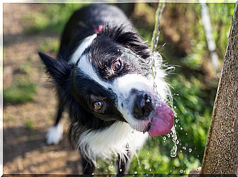 dog drinking water