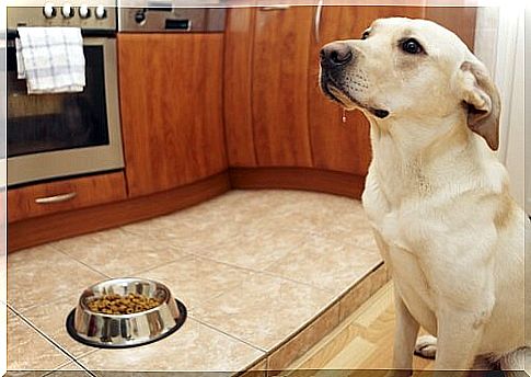 Why shouldn't we allow animals in the kitchen?