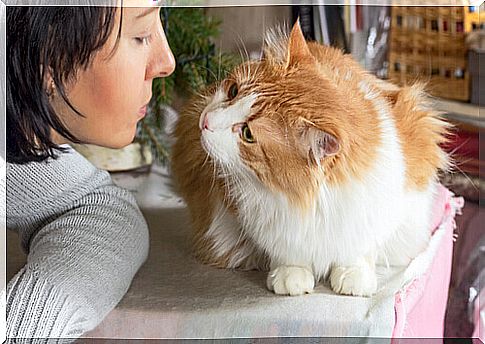 With these tips, your cat will be more sociable