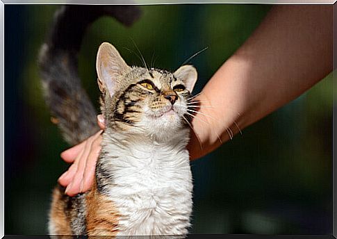 cat_receiving_caring