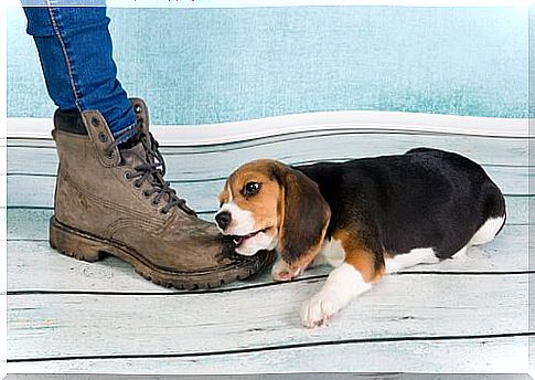 dog bites shoe